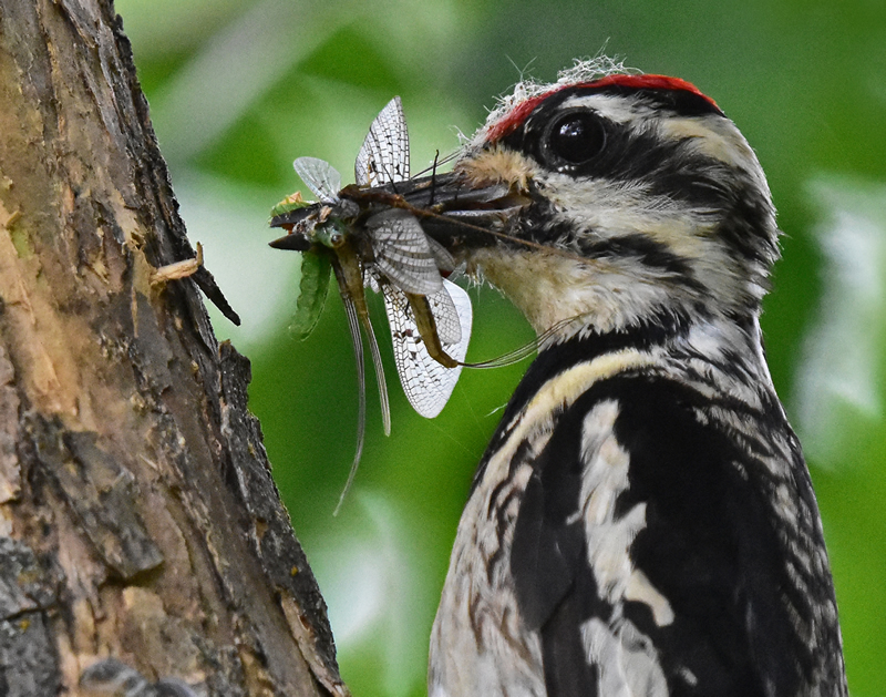 Downy Woodpecker by Darlene Perkin